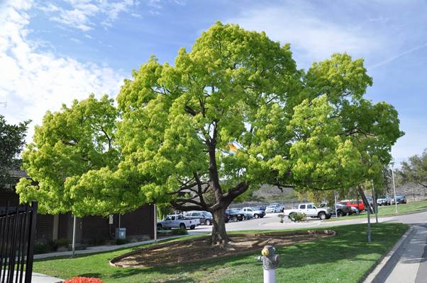 Camphora Tree (Cinnamomum camphora)